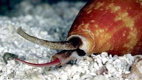 Cone Snail – "OCEAN TREASURES" Memorial Library