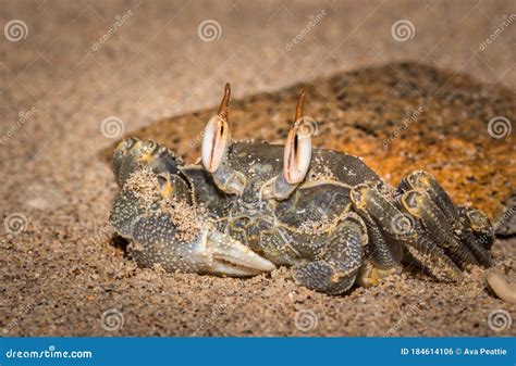 Brown Seawater Crab With Big Eyes On The Beach Madagascar Stock Photo