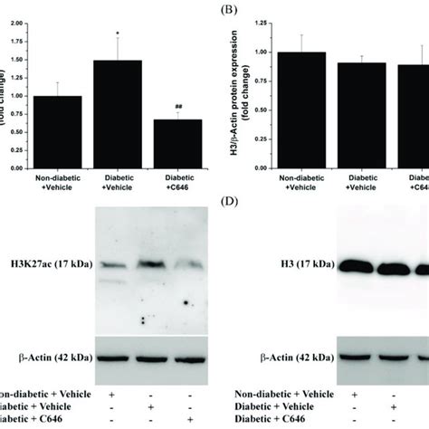 Pharmacological Inhibition Of Histone Acetyltransferase P300 CBP