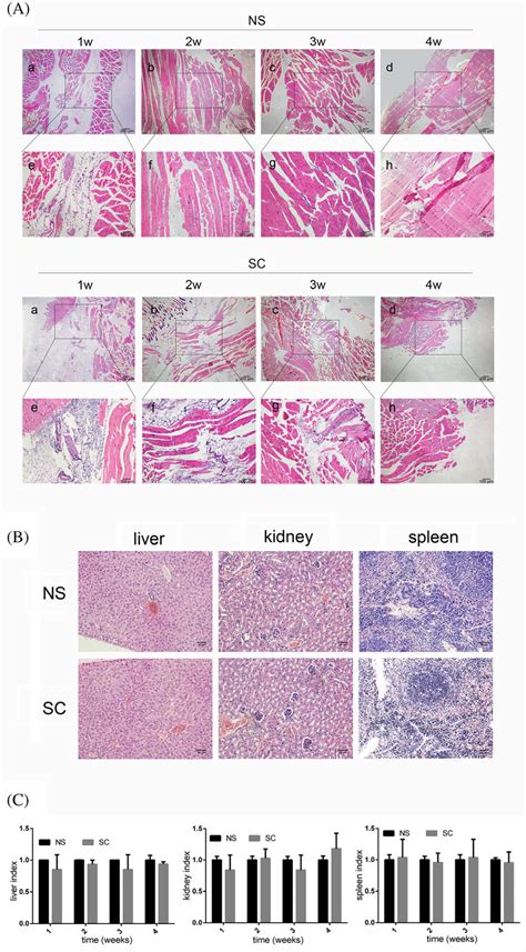 Histological Analysis Of Hydrogel Degradation And The Inflammatory