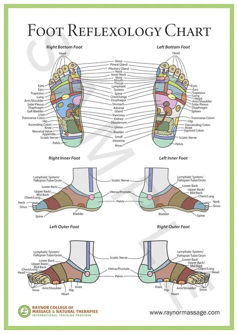 Foot Reflexology Raynor Massage Poster Cad Raynor College Of Massage And Natural Therapies