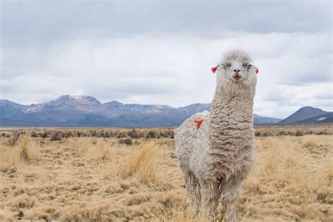 50 Beautiful Llama Facts You Dont Want To Miss