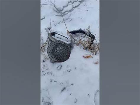 Лейка жестяная вышли из-под снега 10-го Марта, но пока не полностью ...