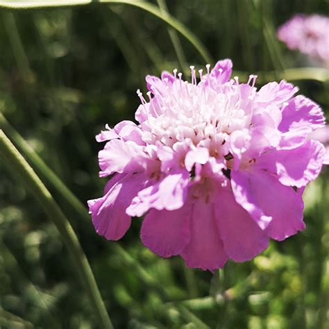 Scabiosa Columbaria Pink Mist Mondorose E Fiori