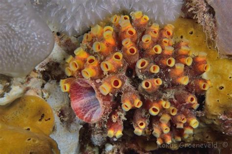 Diverosa, ascidians