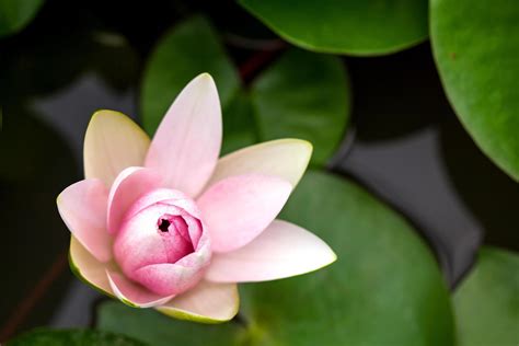 Pink water lily 12606454 Stock Photo at Vecteezy