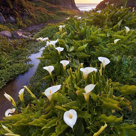 Calla Lily White Giant | Zantedeschia Aethiopica Bulbs | Giant White