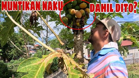 Muntikan Na Ako Mahulog Sa Pagkuha Ko Ng Papaya At Nagtanik Ako Ng