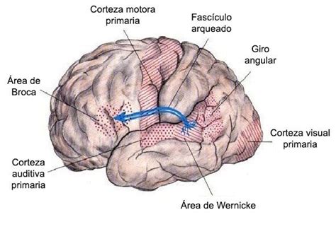 El área de Wernicke y su relación con la escritura Sencillez y Orden