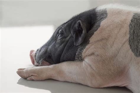 Thinking About Getting a Teacup Pig? Read These 10 Facts First