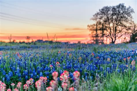 Picture of the Week: Texas Bluebonnets | Andy's Travel Blog