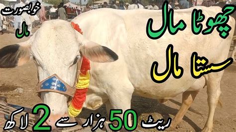 Gojra Mandi Me 50K To 120k Wala Maal Cattle Rates Updates Cow Mandi