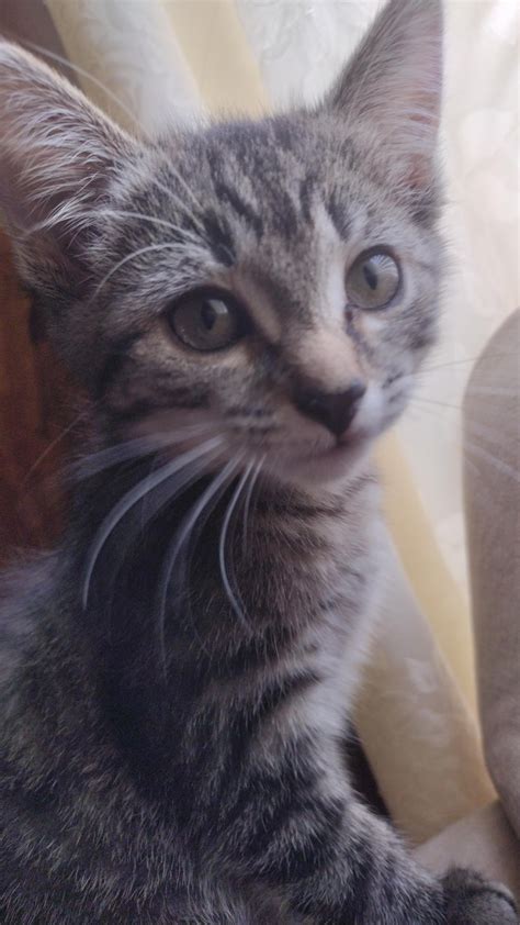 Cutest wild kitten : r/Eyebleach