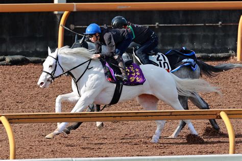 ソダシ、チャンピオンズc参戦 白毛馬初のg1馬がダート初挑戦 競馬ニュース Netkeiba