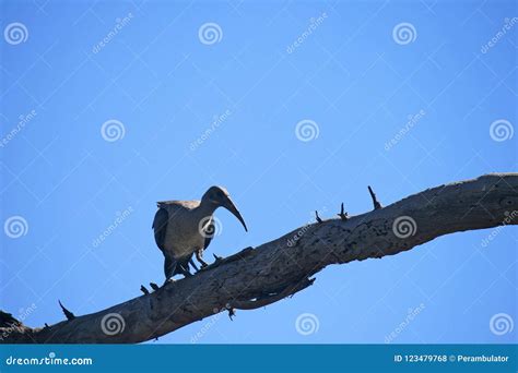 LIGHT on HADEDA IBIS BIRD on a BRANCH Stock Photo - Image of colours, hadeda: 123479768