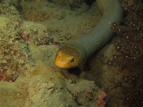 Sea Snake Facts: 16 Facts about Sea Snakes