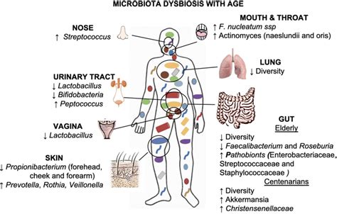 The Age Related Microbiota Changes Dysbiosis At Each Body Site