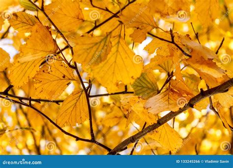 Un Bon Nombre De Bouleau Jaune D Automne Part Contre Le Soleil Pour Le