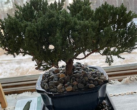 🌡 What Is A Good Temperature Range For My Creeping Juniper?