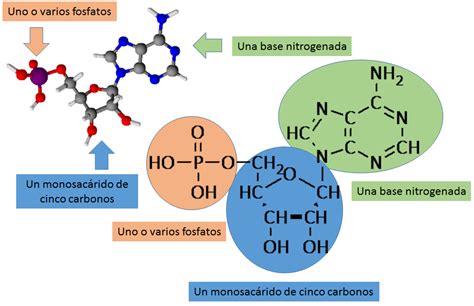 B.log.ia 2.0: Las biomoléculas orgánicas