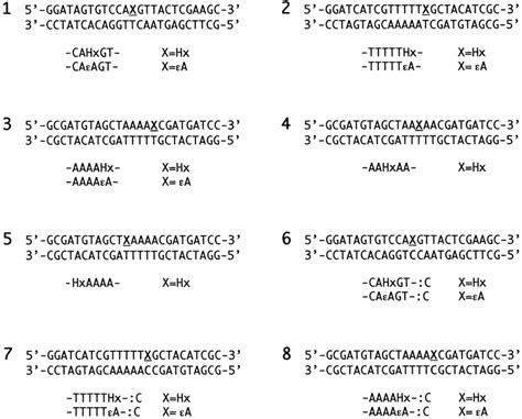 Sequences Of The Oligonucleotides Numbered From 1 To 8 Download