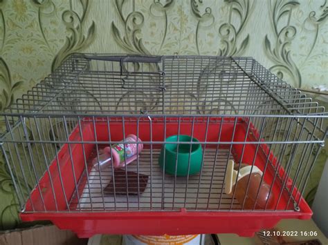 Питомцы и растения