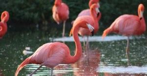 Flamingo Behavior - AnimalBehaviorCorner