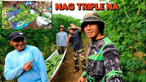 3RD HARVEST NG AMPALAYA YouTube