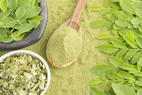 Moringa Principais Benef Cios E Como Fazer O Ch Tua Sa De