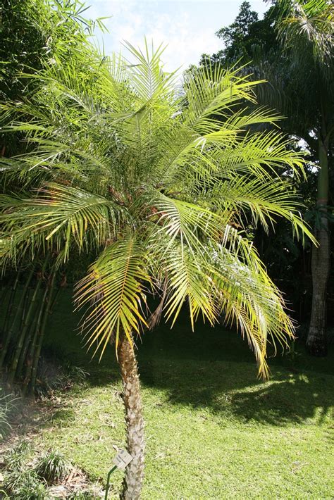 Pygmy Date Palm Miniature Date Palm Phoenix Roebelenii