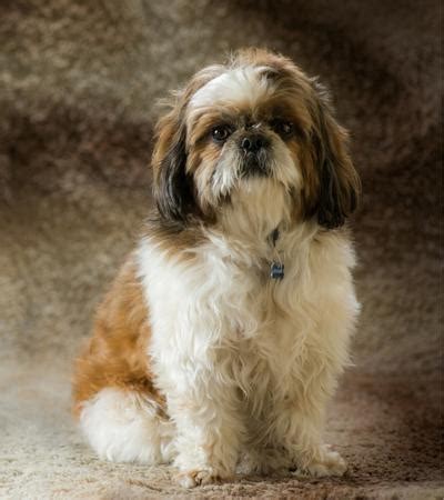 Lhasa Apso vs Shih Tzu — Similarities and Differences