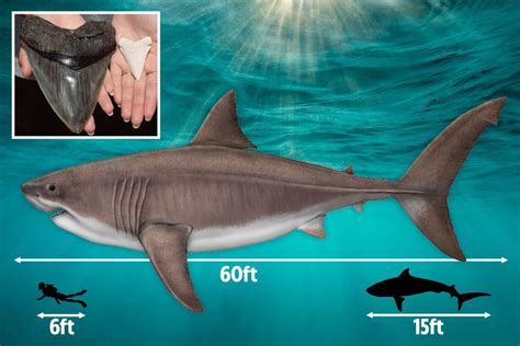 Prehistoric Megalodon Shark Was A Mammoth 60 Feet Long And Had Teeth The Size Of Bricks