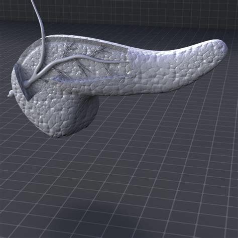 Pancreas Anatomy 3D model | CGTrader