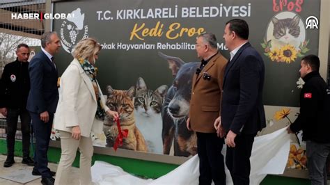 Ld R Len Kedi Eros Un Ad K Rklareli Sokak Hayvanlar Rehabilitasyon