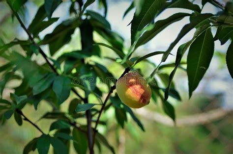 La Fruta Madura De Prunus Persica En El Patio Trasero Fotograf A