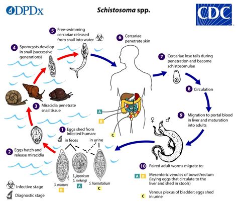 Schistosoma Scheda Parassitologica Ed Approfondimenti