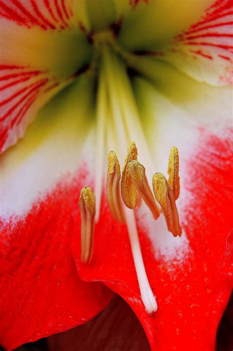 Free Images Nature Flower Petal Red Pink Flora Flowers Close