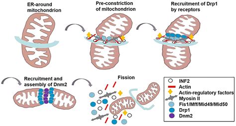 Frontiers Mitochondria Shaping Proteins And Chemotherapy