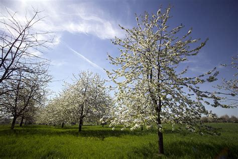 Les Cerisiers En Fleurs Fougerolles Massif Des Vosges