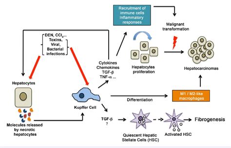 Kupffer Cells Diagram