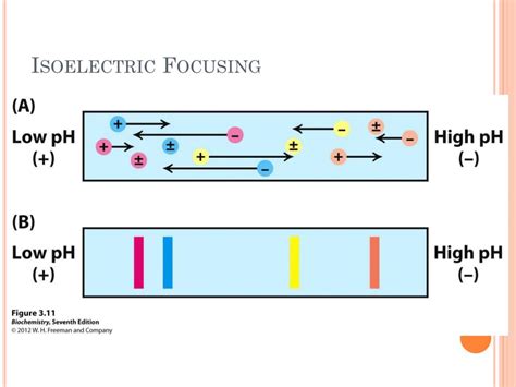 PPT Exploring Proteins And Proteomes PowerPoint Presentation Free