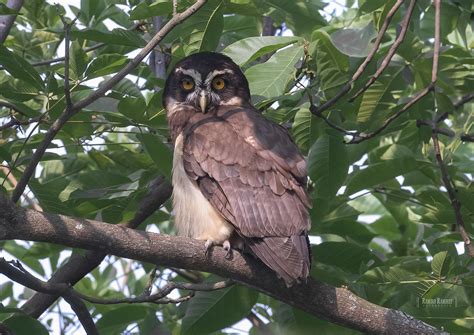 Pulsatrix Perspicillata Spectacled Owl Lechuzón De Ant Flickr