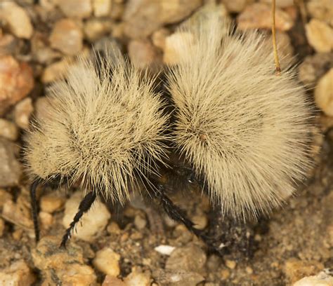 Velvet Ant Dasymutilla Sackenii Bugguide Net