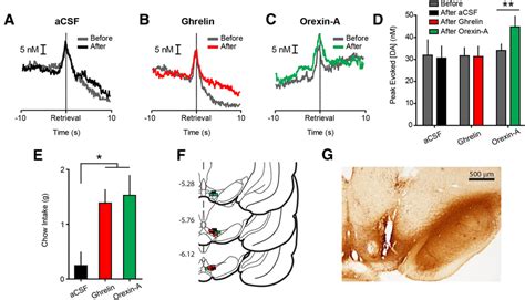 Intra Vta Orexin A But Not Ghrelin Potentiates Phasic Nac Dopamine