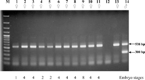 Figure 2 From Multiplex Polymerase Chain Reaction Used For Bovine