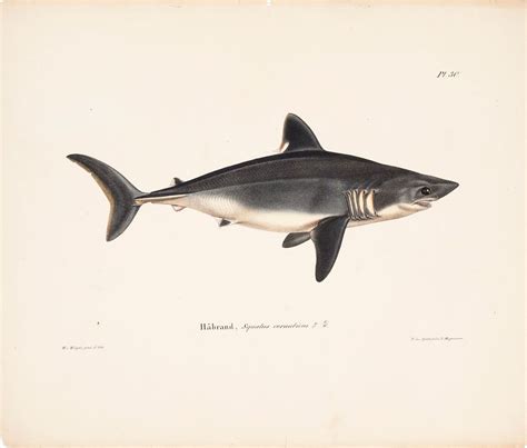 Porbeagle Female 1836 1857 By Wilhelm Free Photo Rawpixel