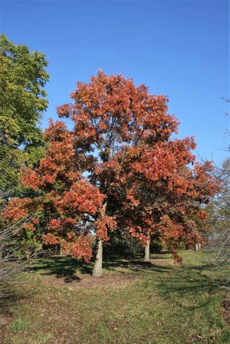 White Oak Tree Fall