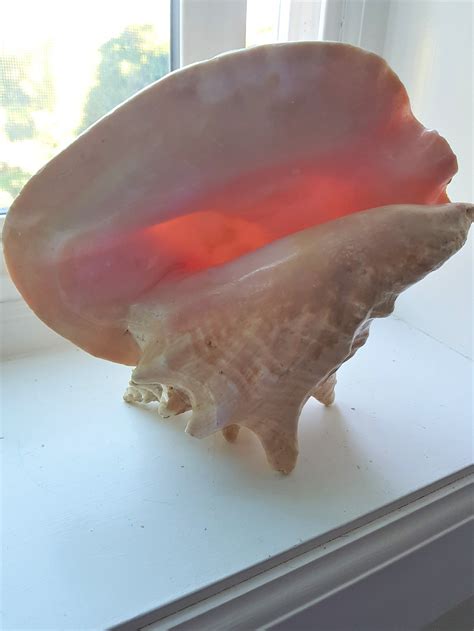 Vintage Caribbean Medium Conch Shell Beach Decor Etsy