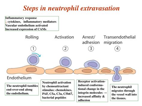 Ppt Inflammation Powerpoint Presentation Free Download Id1411410