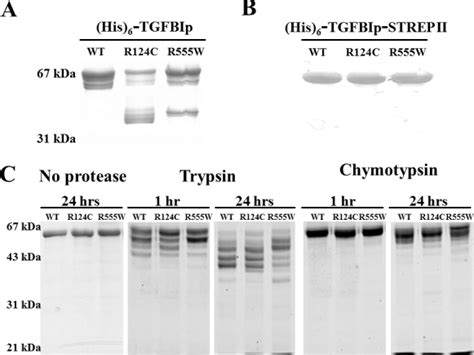 Distinct Degradation Patterns Of Recombinant Wild Type And Mutant